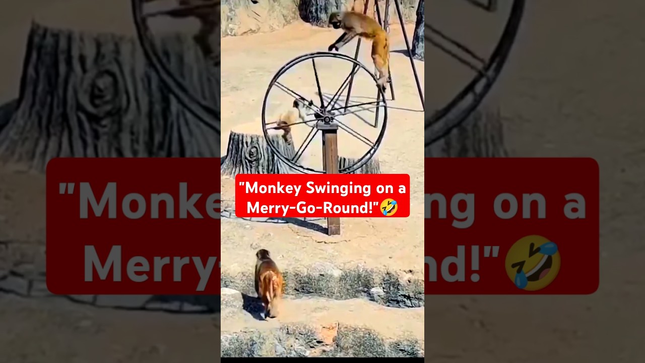Monkey Swinging on a Merry-Go-Round! #monky #youtubeshorts