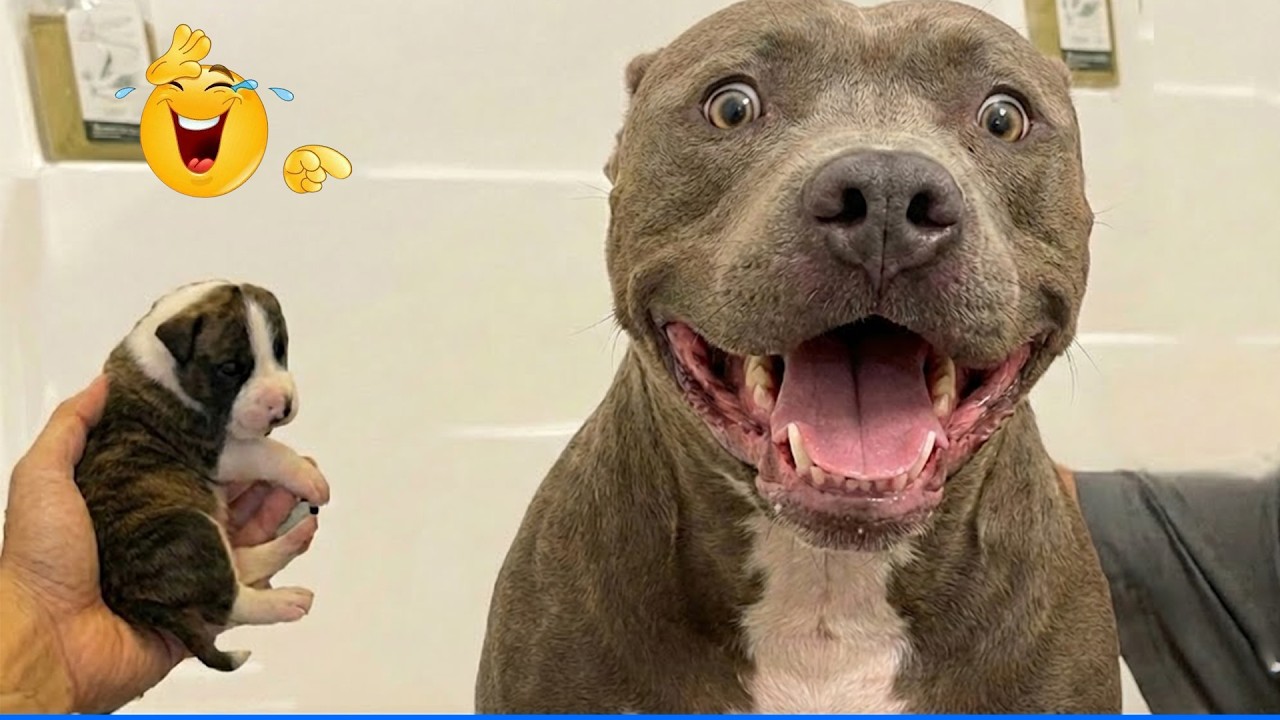 Try Not To Laugh Funny Cats and Dogs Videos 🤣🐶 The Funniest Cat & Dog Moments Compilation 🐾