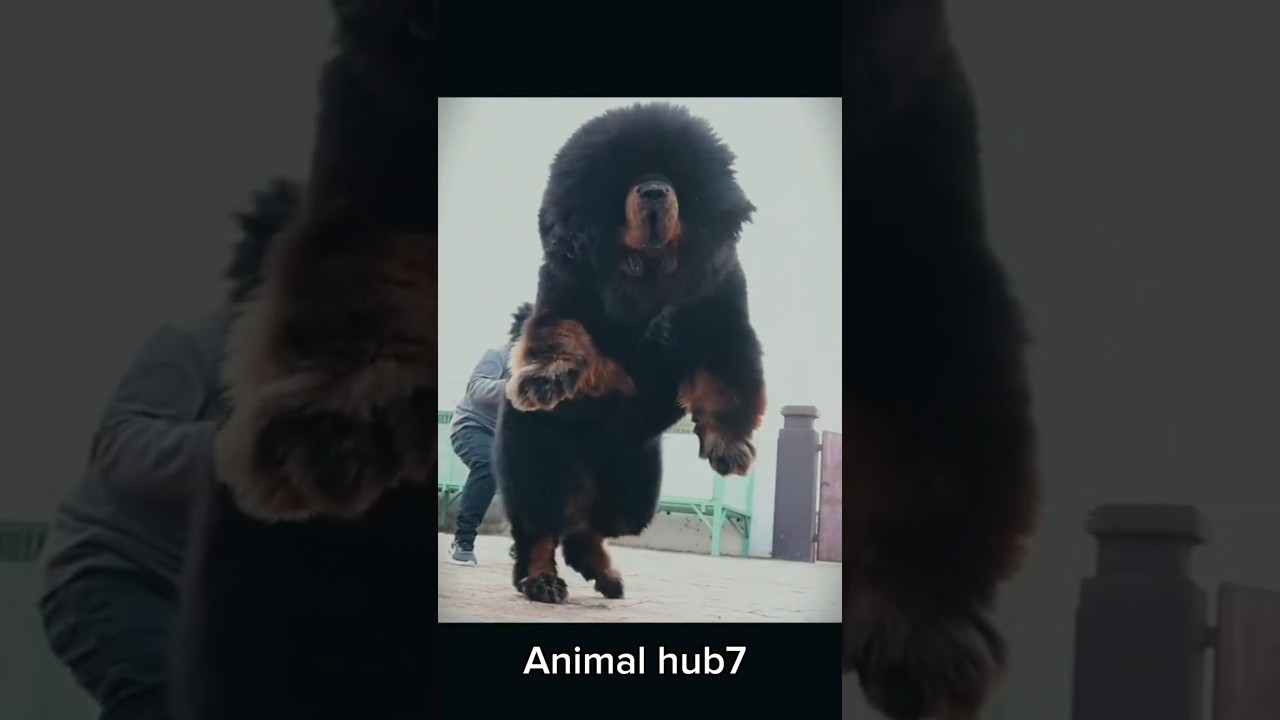 unbelievable animal transformation