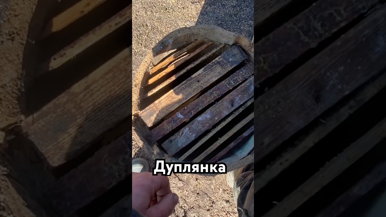 Стара дуплянка для роїв. #loghive #treebeekeeping #nature