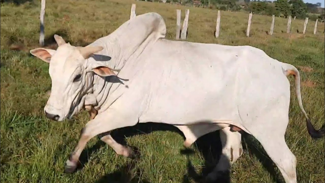 TOURO BRAVO QUERIA ME PEGAR DE QUALQUER JEITO