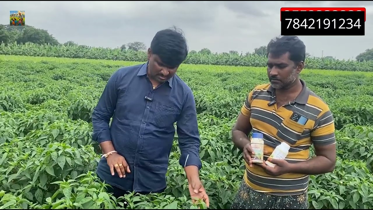 Agrishine నూనె ముందులు అద్వైత నందక 7842191234 #agrishine #farmer #cottoncrop