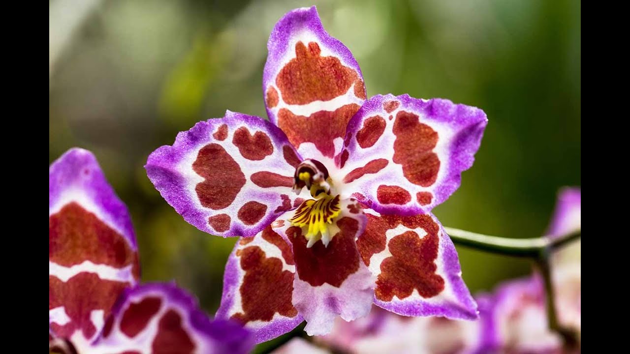 Grow Beautiful Oncidium Orchids at Home | Complete Care & Propagation
