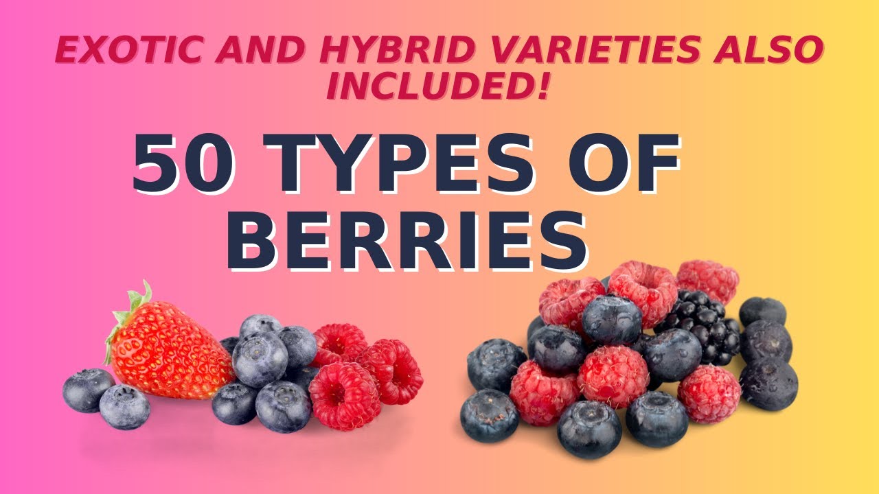 50 types of berries. With names and pictures. Exotic and hybrid varieties included.