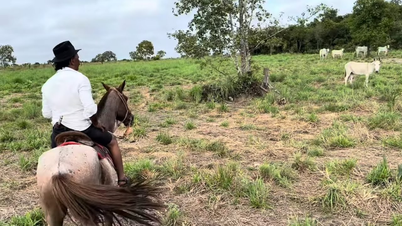 TIRINGA ENCONTRA O JUMENTINHO ESQUECILDO NA FAZENDA DO GOIÁS | COMÉDIA SELVAGEM