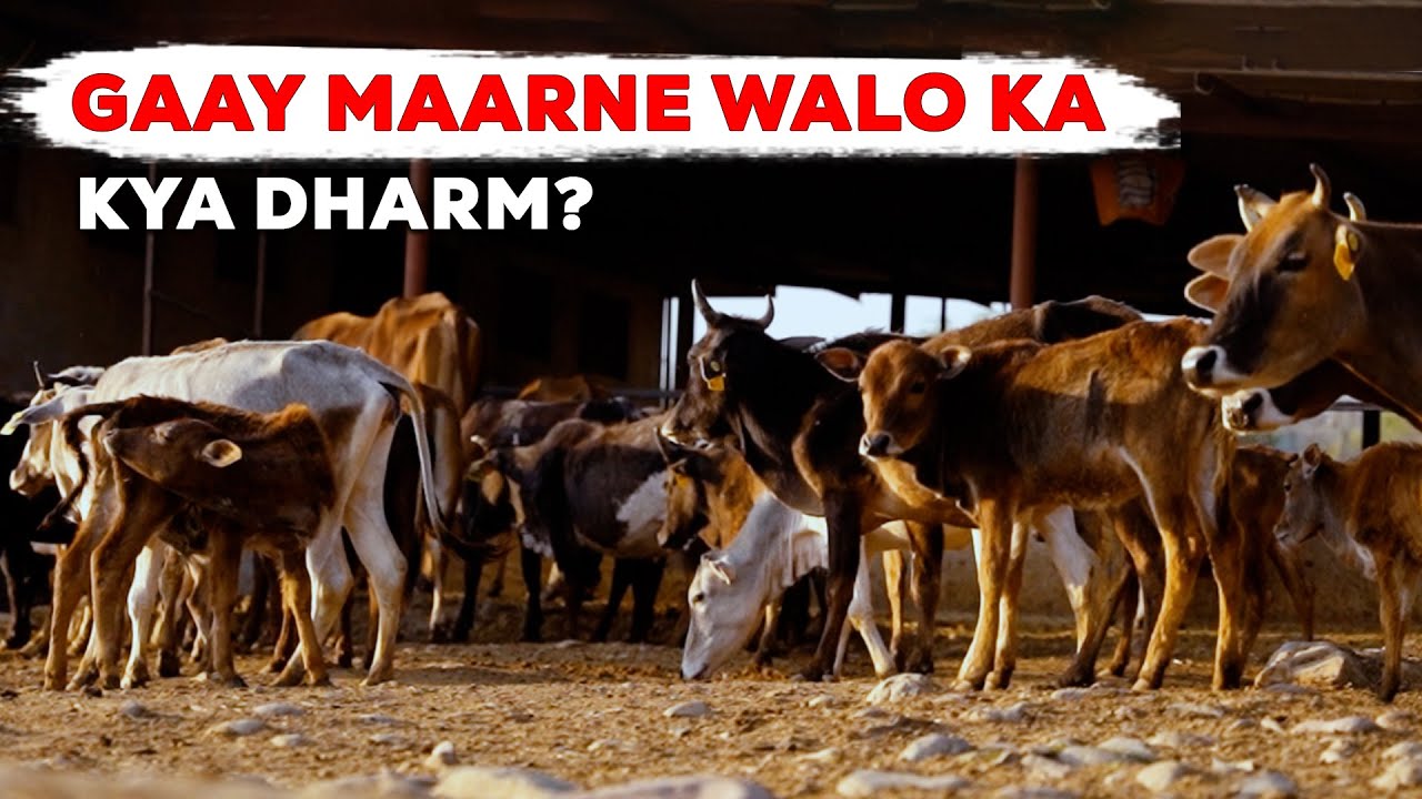 Cow slaughter ka dharm se kya link