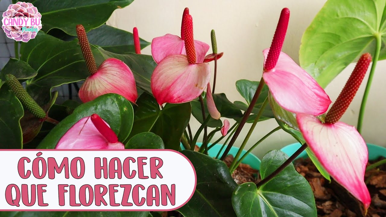 Razones por las que no florecen los ANTURIOS │Candy Bu