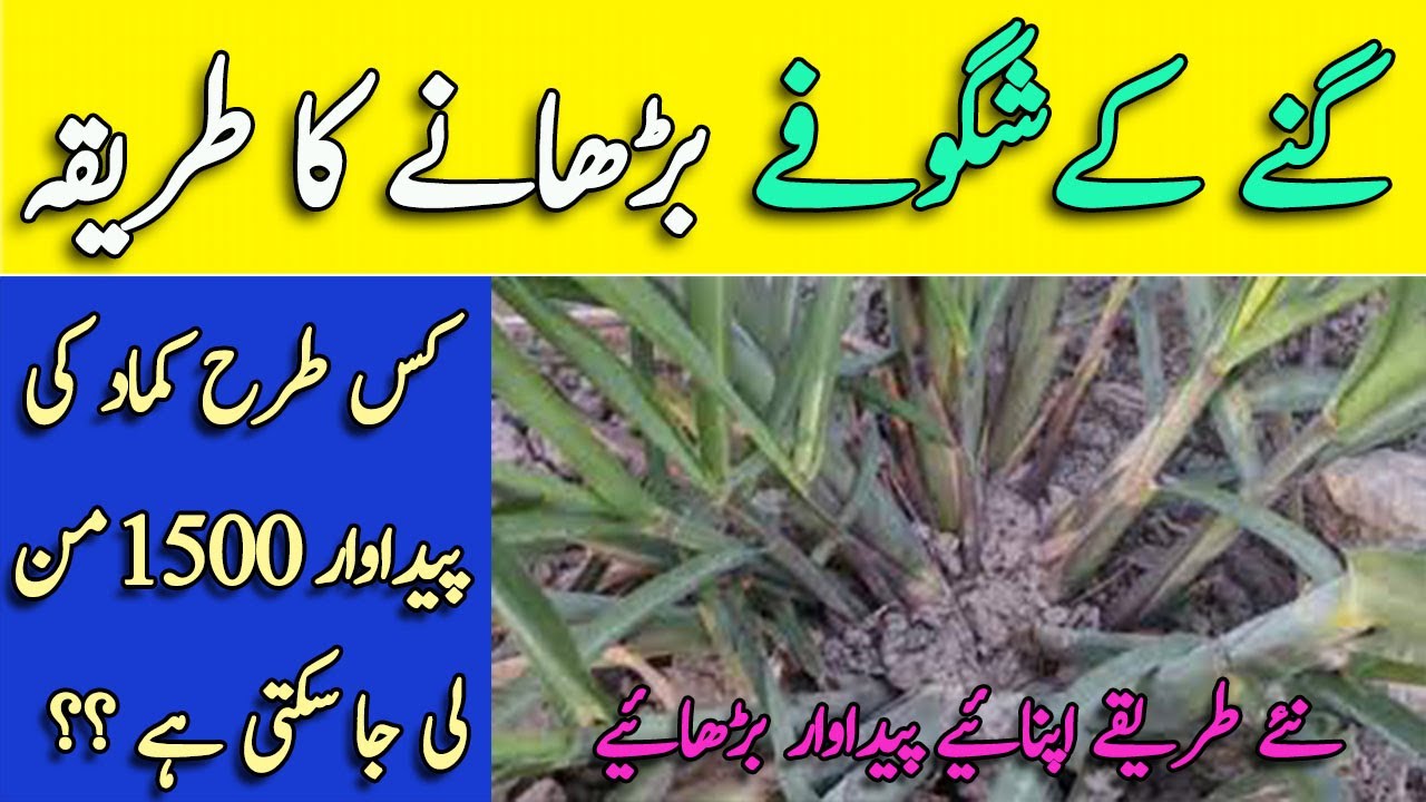 increase Tillering of Sugarcane crop || high yield of sugarcane