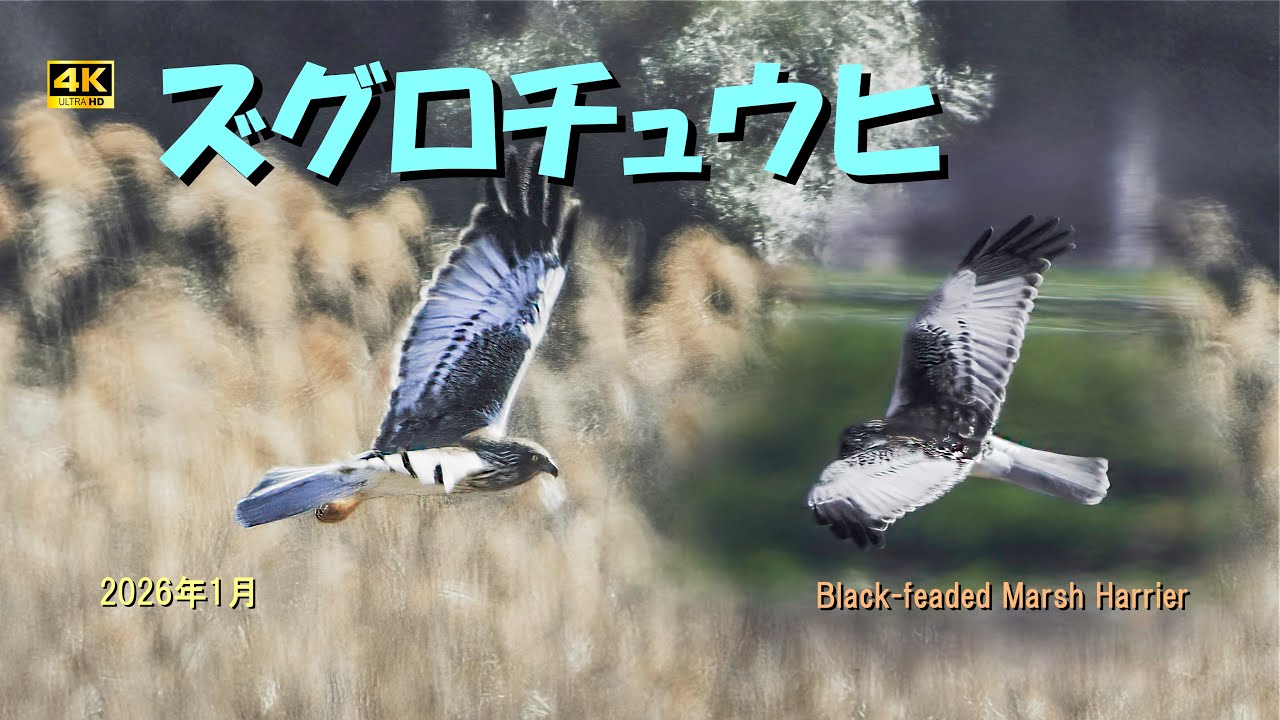 ズグロチュウヒ(希少猛禽）2026年1月