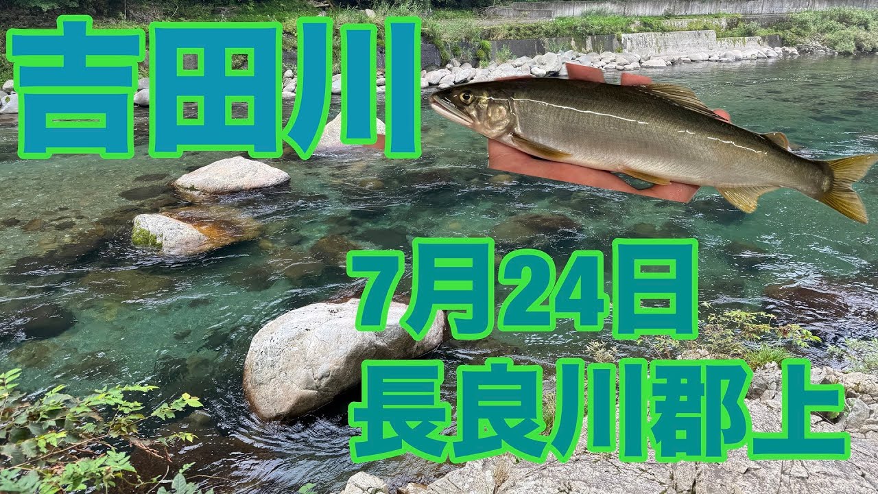 【鮎釣り】　長良川郡上　吉田川で釣ってきた