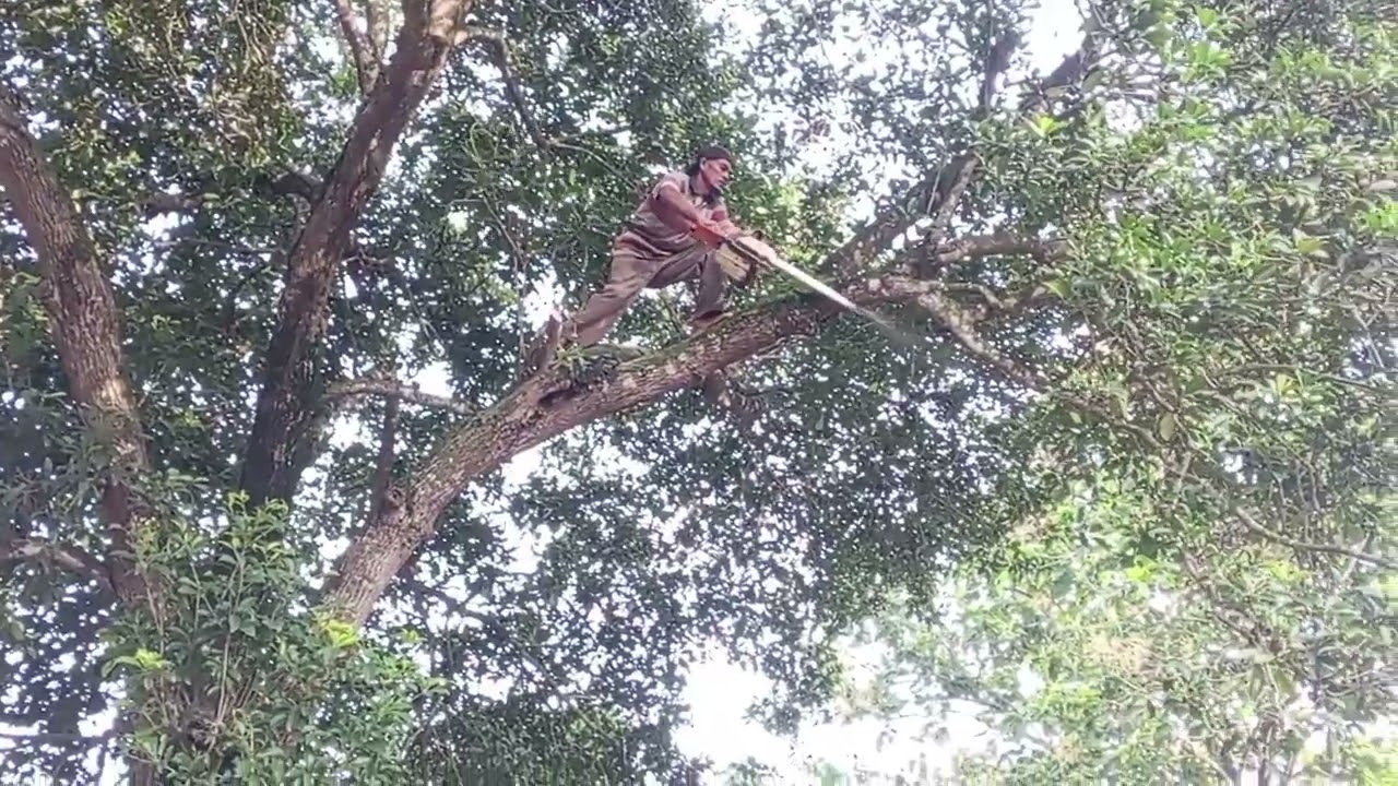 Diatas kabel listrik dan Wi fi, pangkas pohon sawo