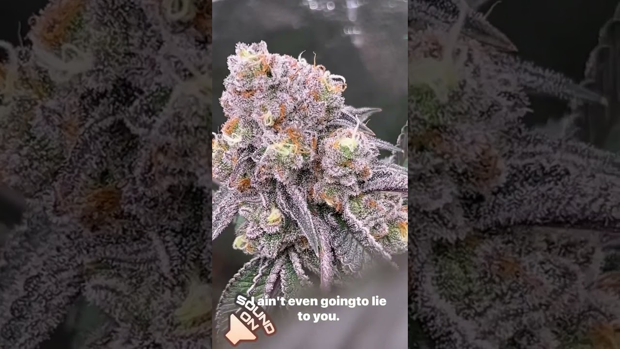 The Sweets By @greenpointseeds7219