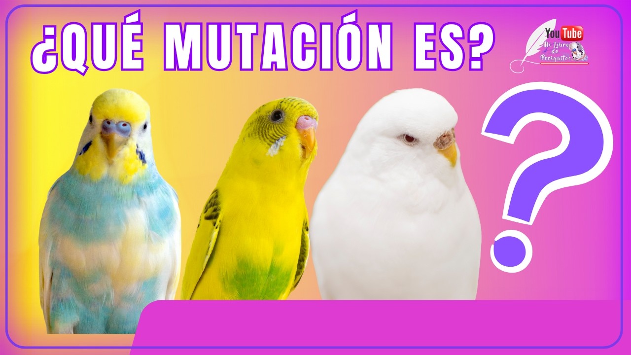 Mutaciones de periquitos: ¿sabes cuál es el tuyo? Opalino, Pío, Albino y más