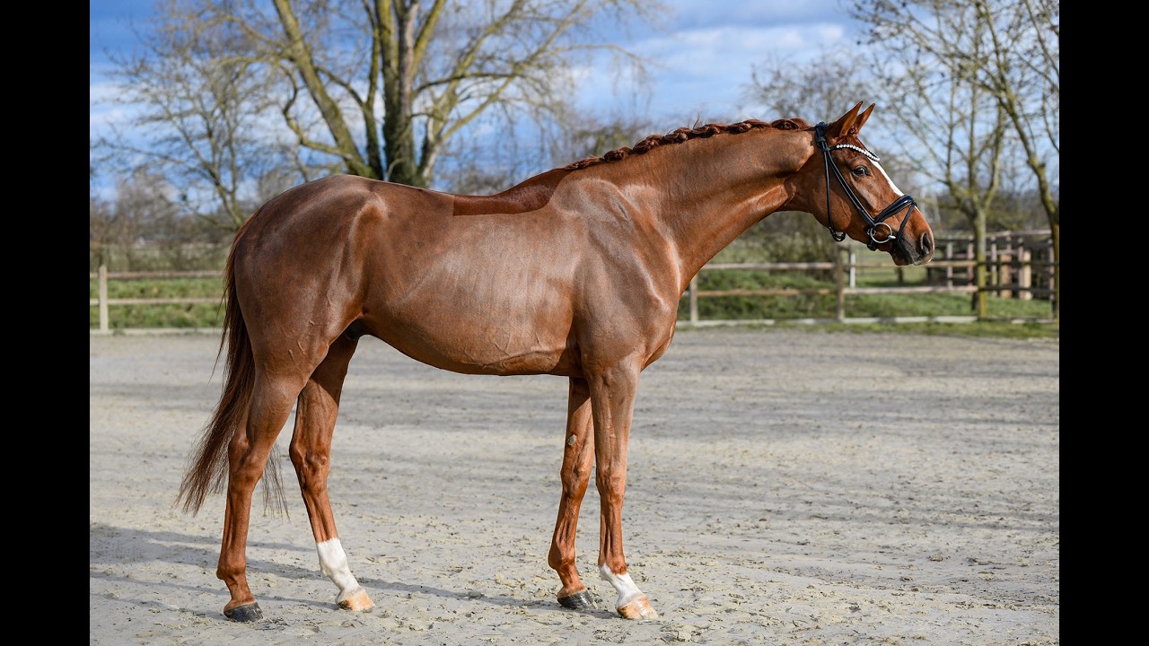 Imperio - Wallach - 2022 geboren (Ibiza Dream x Lauries Crusador xx)