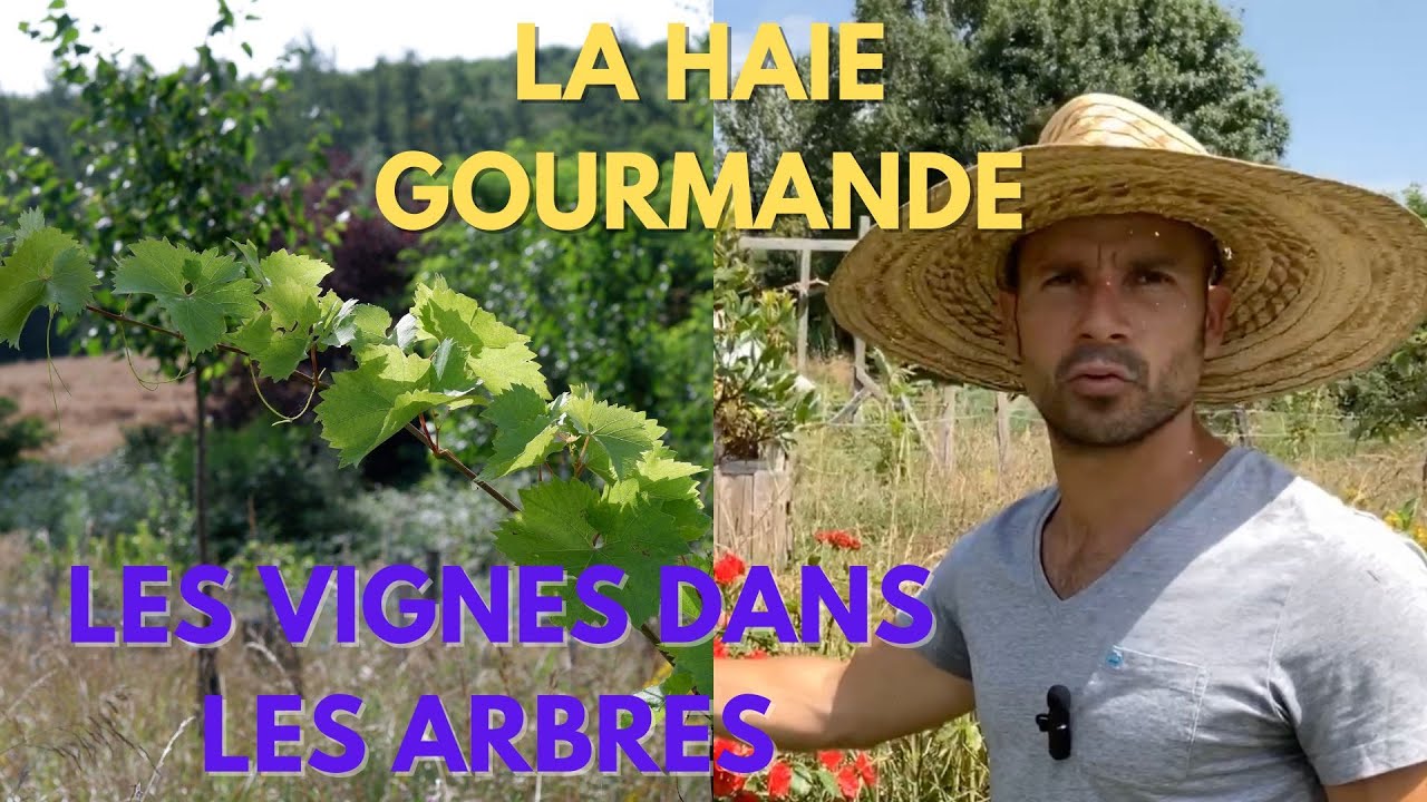 La Haie Gourmande et les Vignes qui poussent dans les Arbres - La ferme du Martel - Episode 3