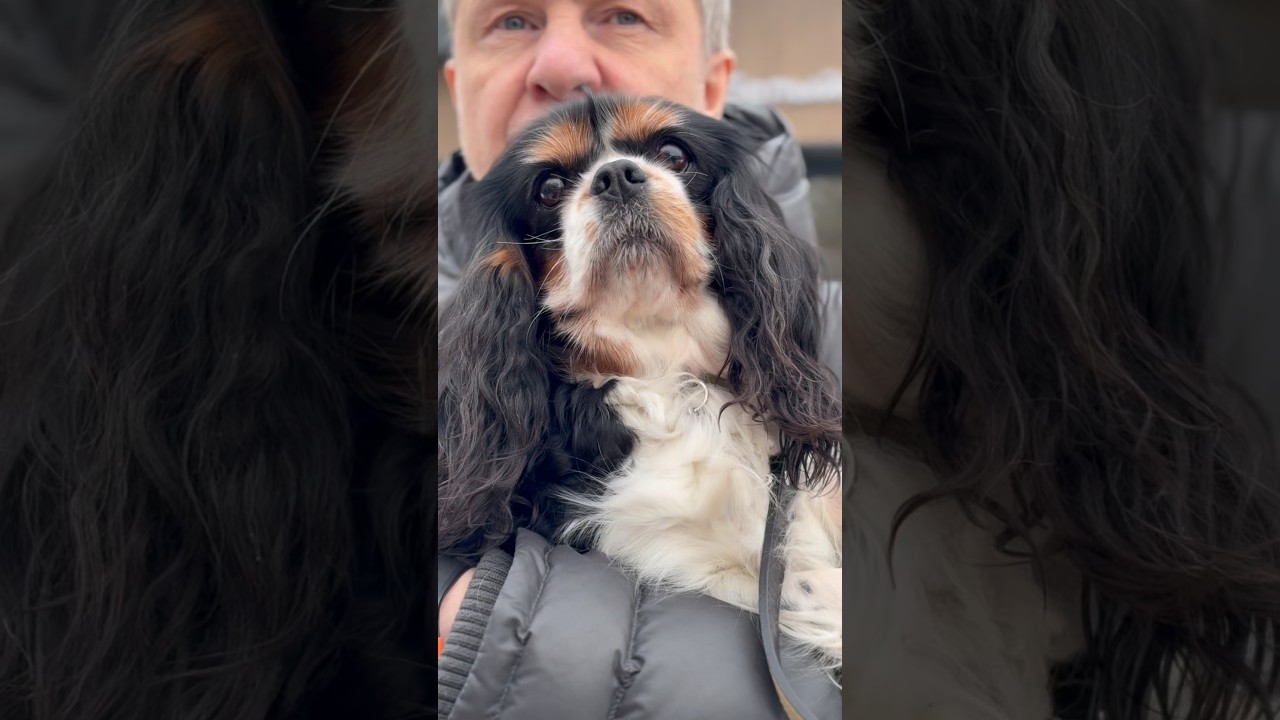 #shorts #love #cavalierkingcharlesspaniel #собакаизприюта #домикмелкашей