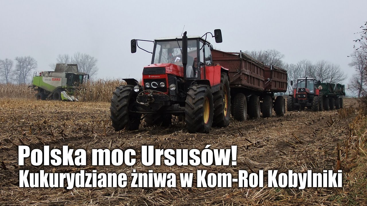 Polska moc Ursusów! Kukurydziane żniwa w Kom-Rol Kobylniki