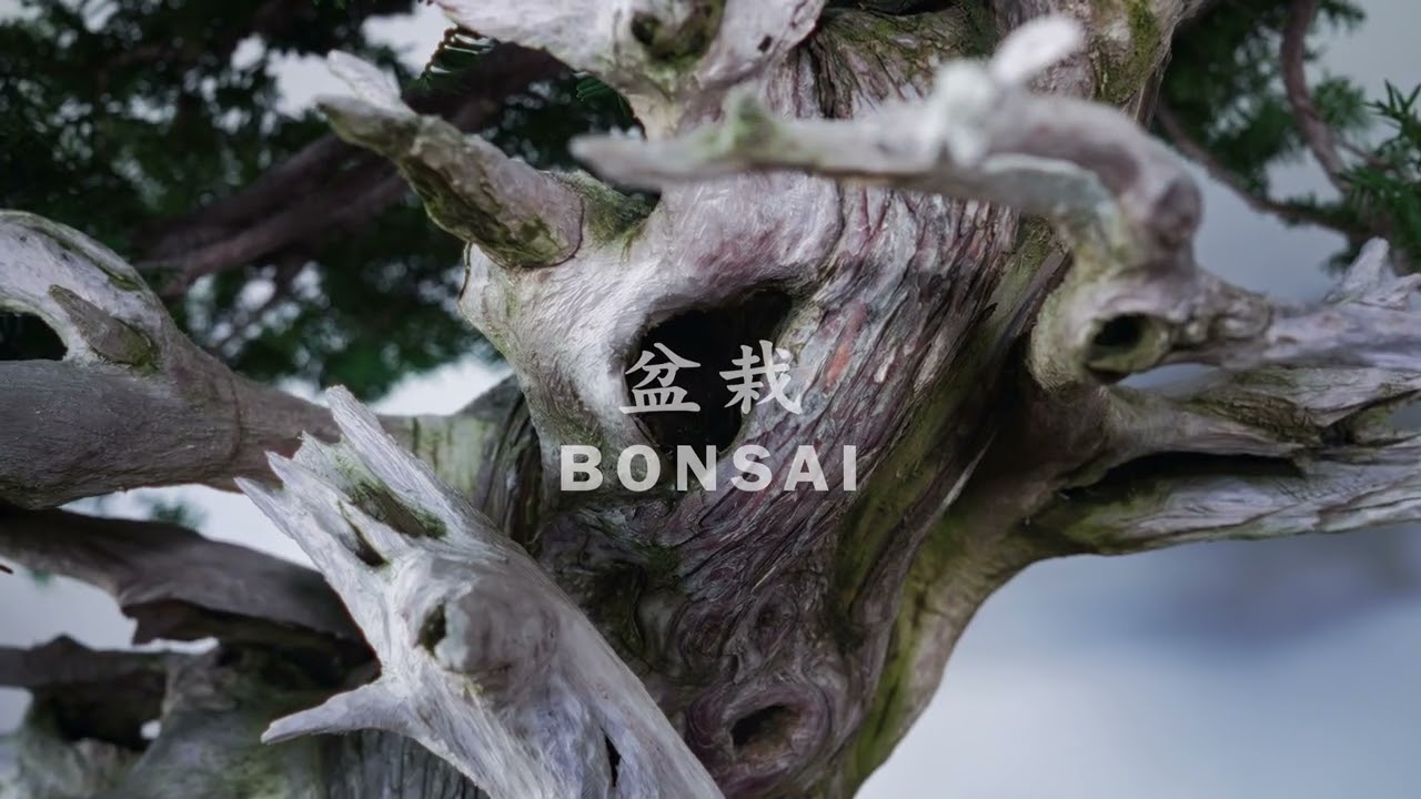 盆栽 / BONSAI