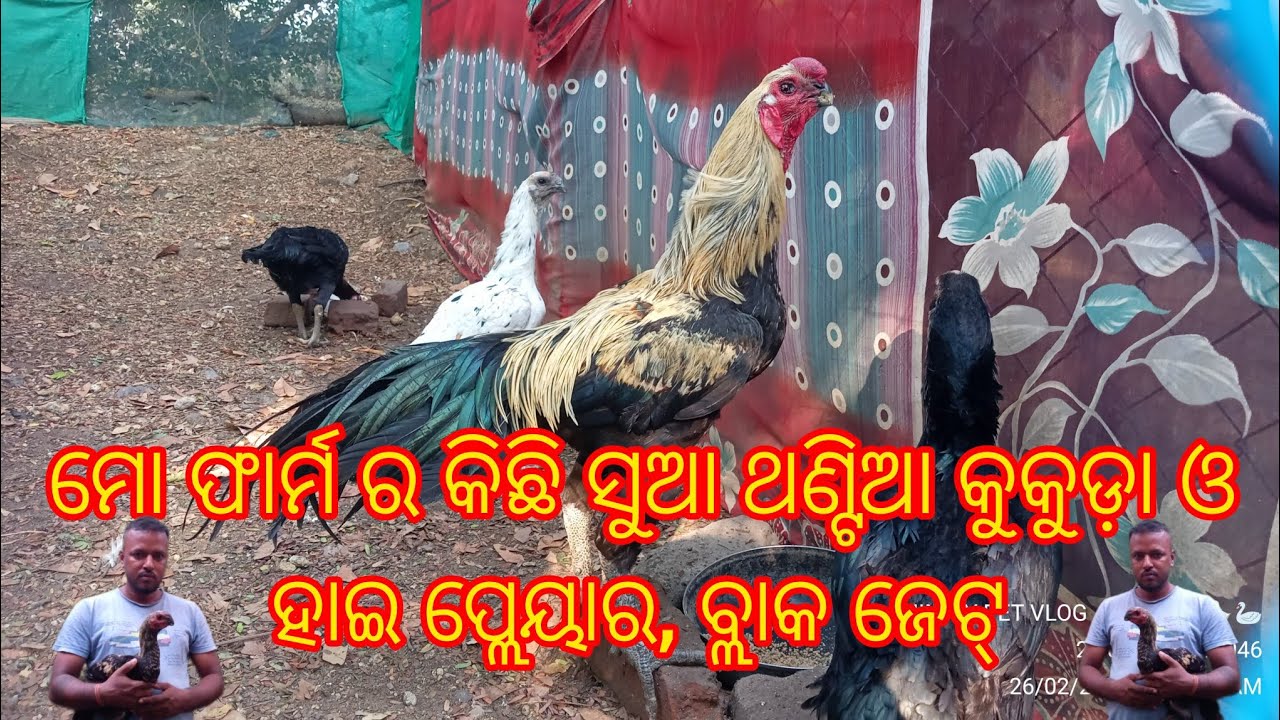 ମୋ ଫାର୍ମ ରେ କିଛି ସୁଆ ଥଣ୍ଟିଆ ଓ ହାଇ ପ୍ଲେୟାର, ବ୍ଲାକ ଜେଟ୍ କୁକୁଡ଼ା ପାଳନ।।@JIMMYPETVLOG6668 
