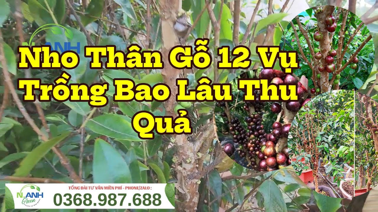 Nho Th&acirc;n Gỗ 12 Vụ C&acirc;y Nhỡ Đẹp - Gi&aacute; Tốt Cho Nh&agrave; Vườn v&agrave; S&acirc;n Thượng! Mua Giống LH: 0368987688