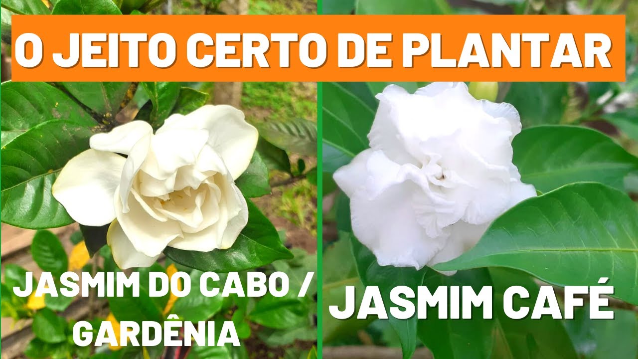 JASMIM GARDÊNIA OU JASMIM DO CABO E MAIS JASMIM CAFÉ! | Tudo o que você precisa saber