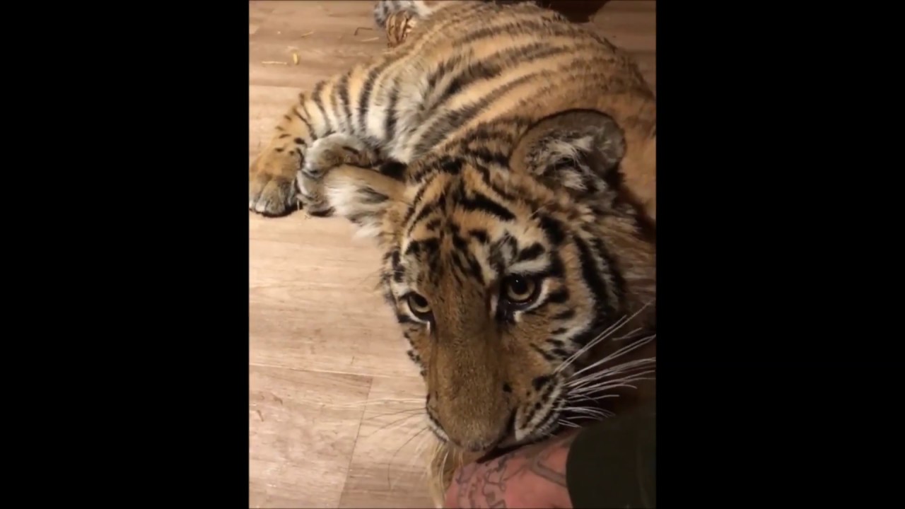Kontra K spielt mit seinem Tiger  | Teil 1