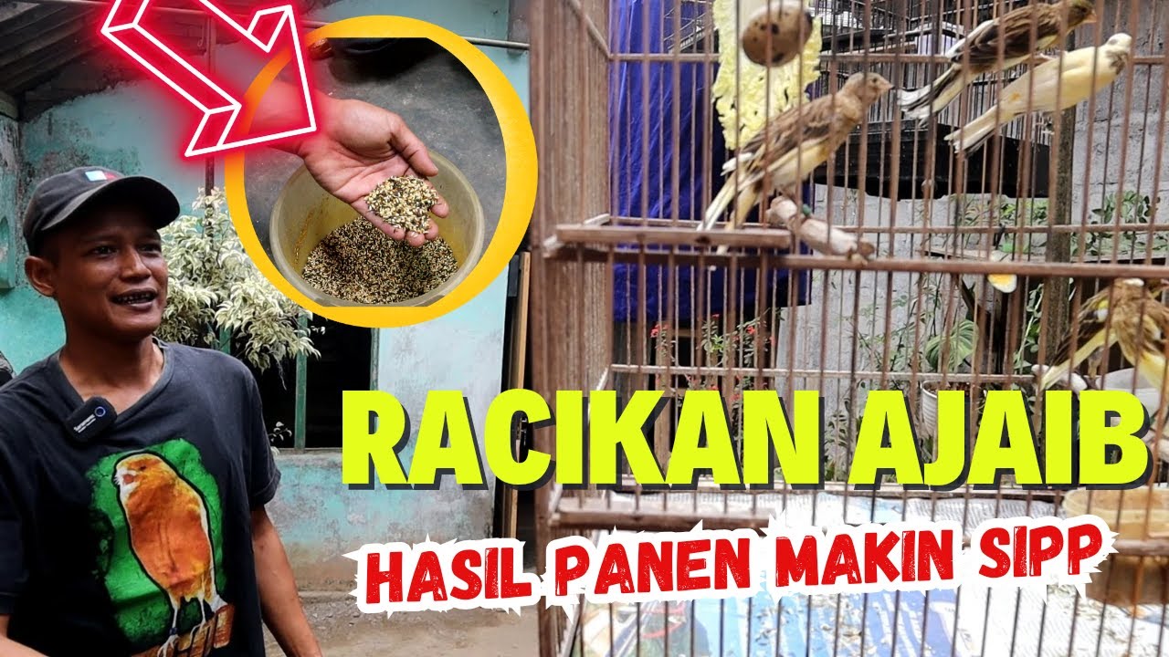 Keberhasilan dari Ternak Kenari Mas Kriwul ternyata dari Racikan Pakan Biji ini..