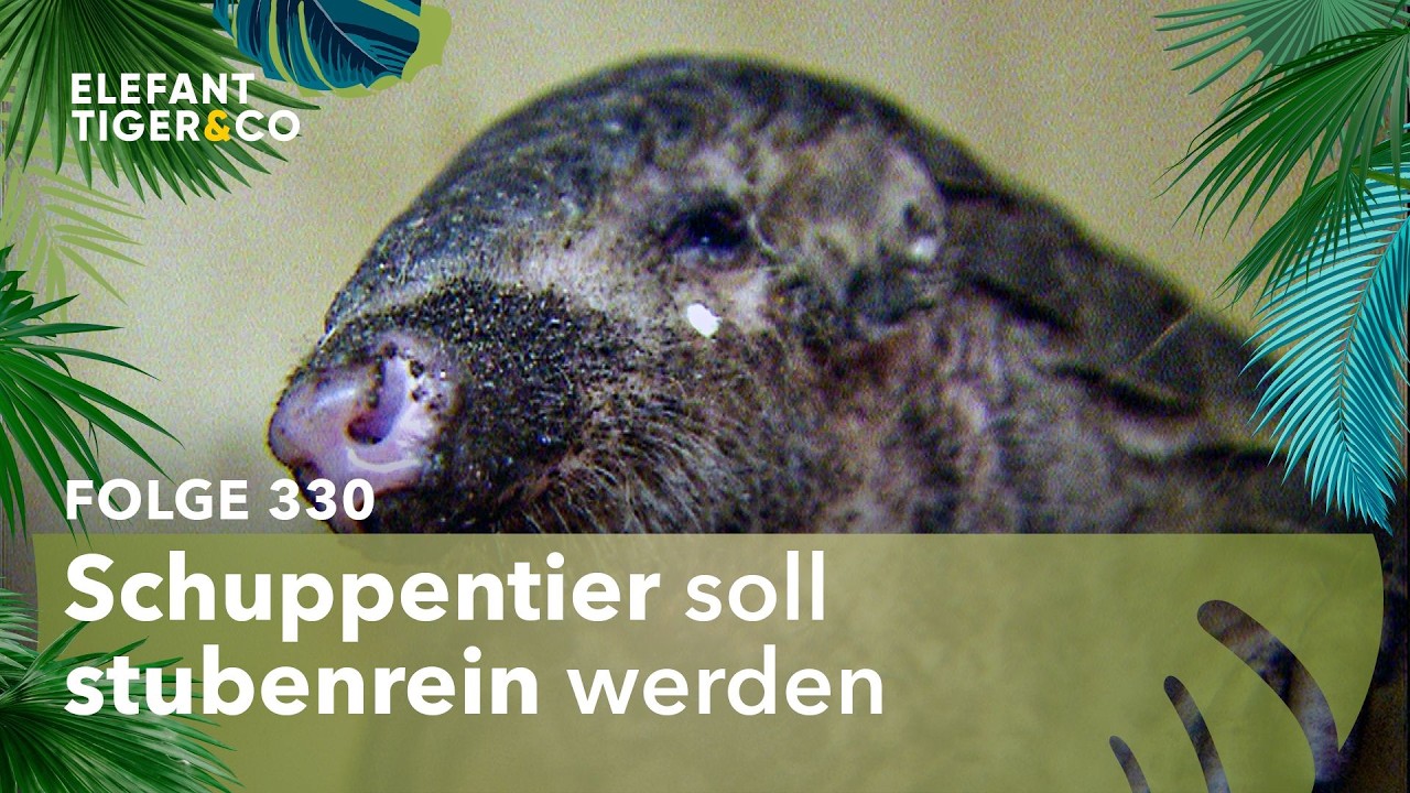 Mission Schuppentier im Zoo Leipzig (Folge 330) | Elefant, Tiger & Co. | MDR