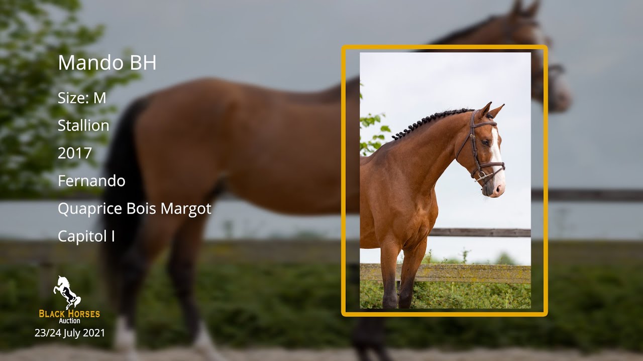 Mando BH (Fernando x Quaprice Bois Margot x Capitol I), stallion, 2017