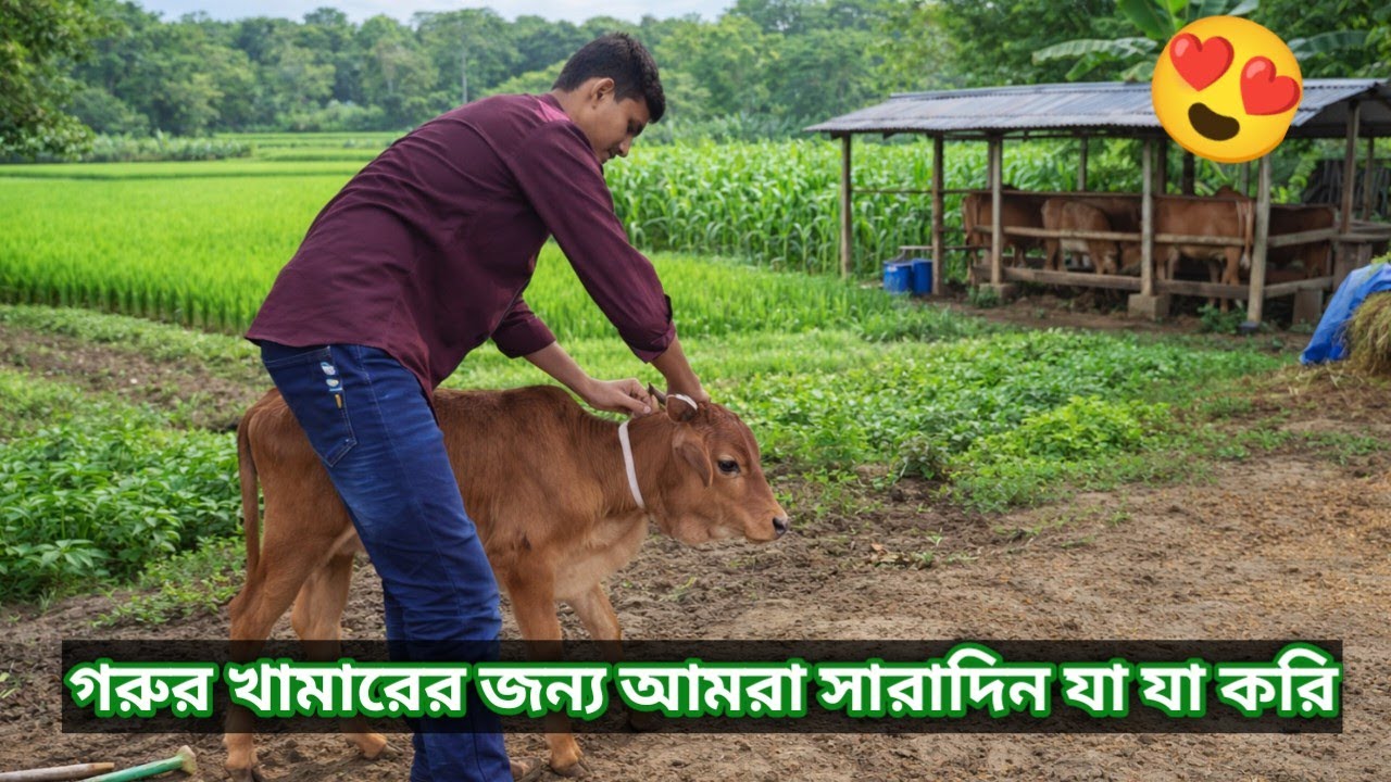 খামারের জন্য আমরা সারাদিন যা যা করি।#2 video 