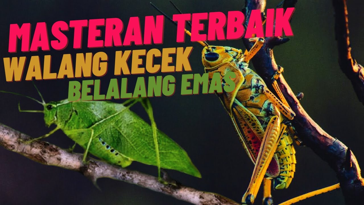 Masteran Belalang Emas sambung Walang Kecek