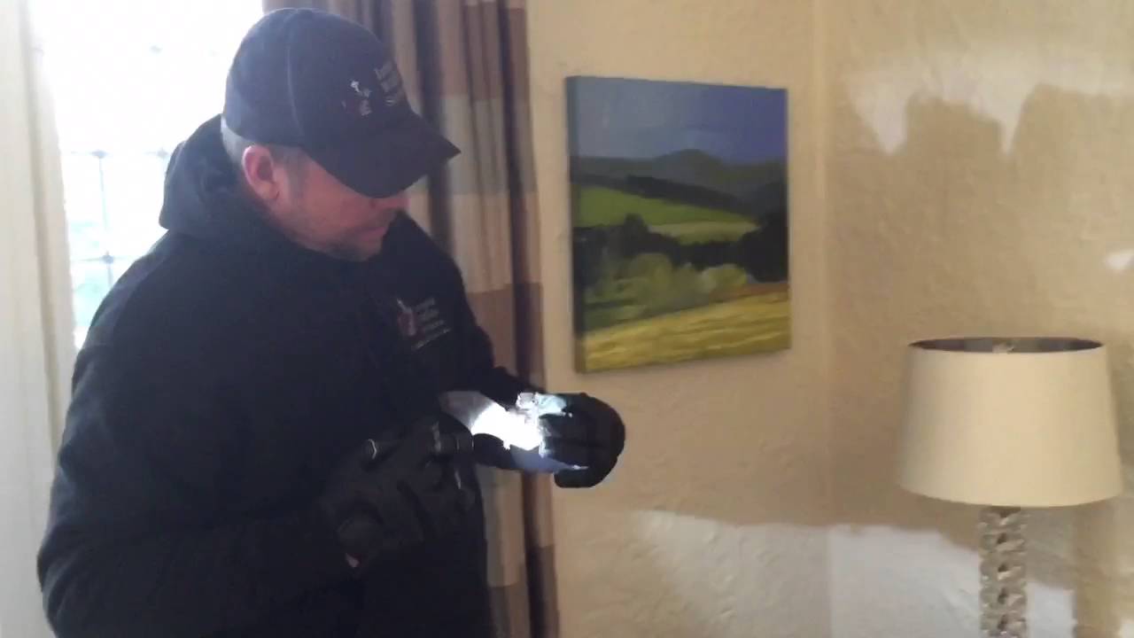 Emergency Silver Haired Bat Removal | Rye, NY | Intrepid Wildlife Services