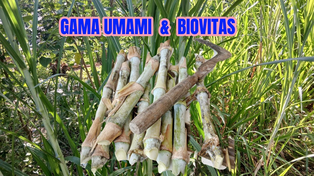 PILIH  MANA ‼️ RUMPUT GAMA UMAMI  APA BIOVITAS BIOGEN