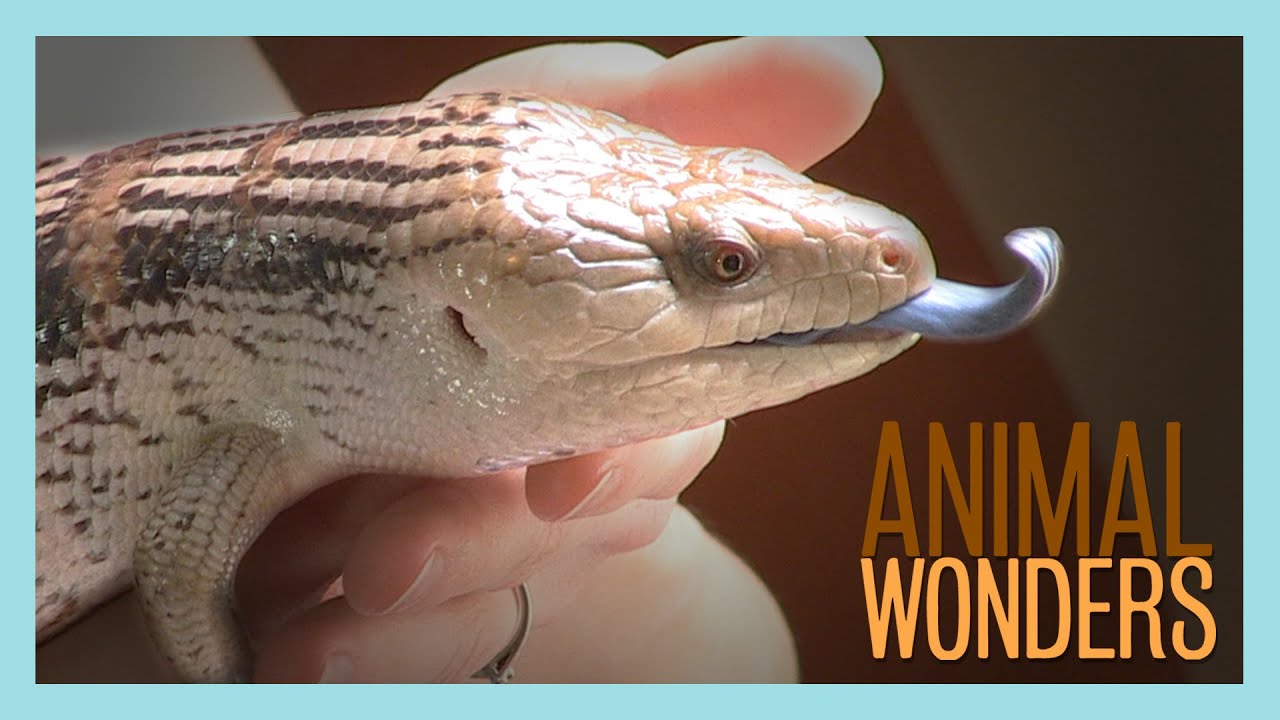 Meet & Greet: Blueberry