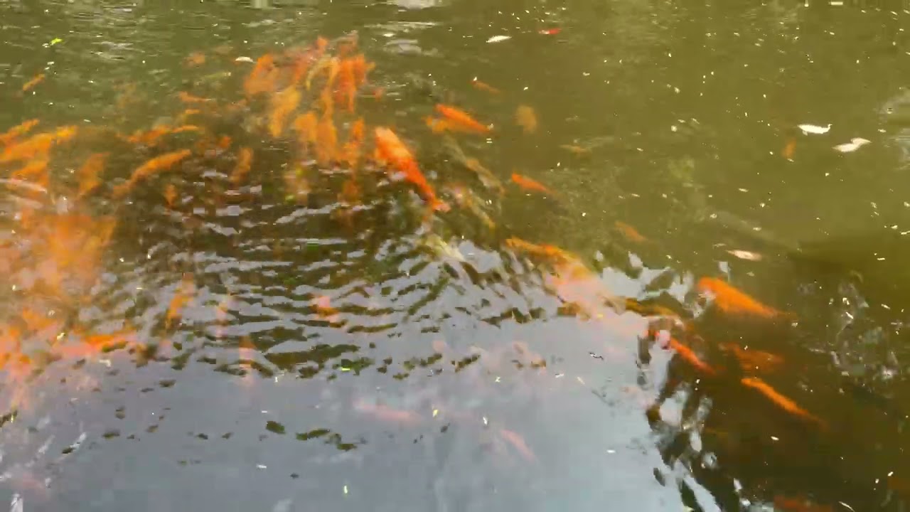 #fish #fypシ #aquarium 