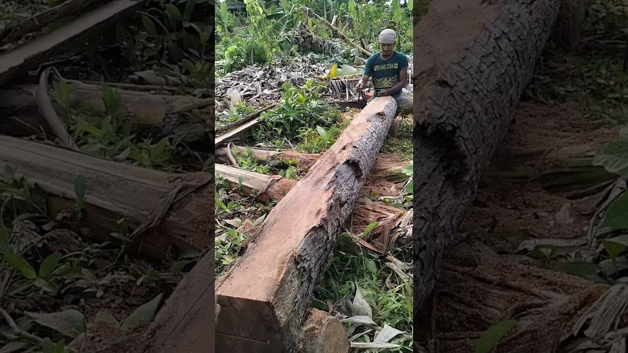 Measurement technique #coconutcuttingskills