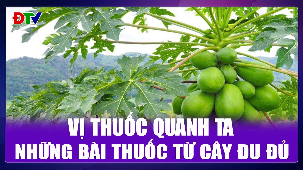 Những b&agrave;i thuốc từ c&acirc;y đu đủ | Vị thuốc quanh ta 10-2-2026 | Điện Bi&ecirc;n TV