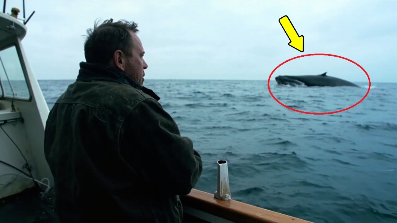 Brave fishermen rescue injured pregnant mother whale, what happens next is truly horrifying.