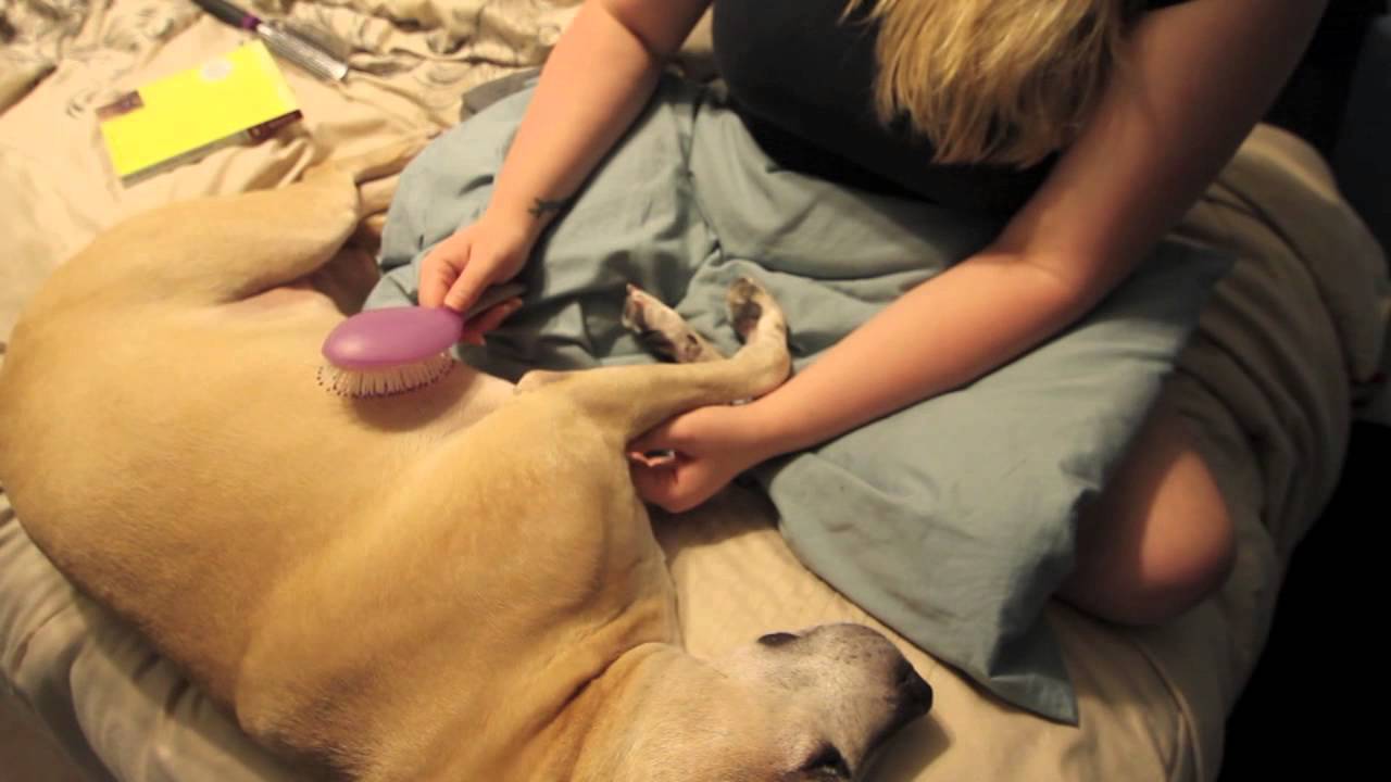 ASMR Pet Love! Brushing, Scratching and Massaging my pup! Soft Spoken!!