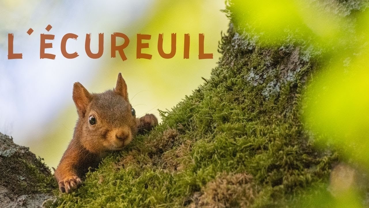 L'ECUREUIL ROUX ✴️Terrain