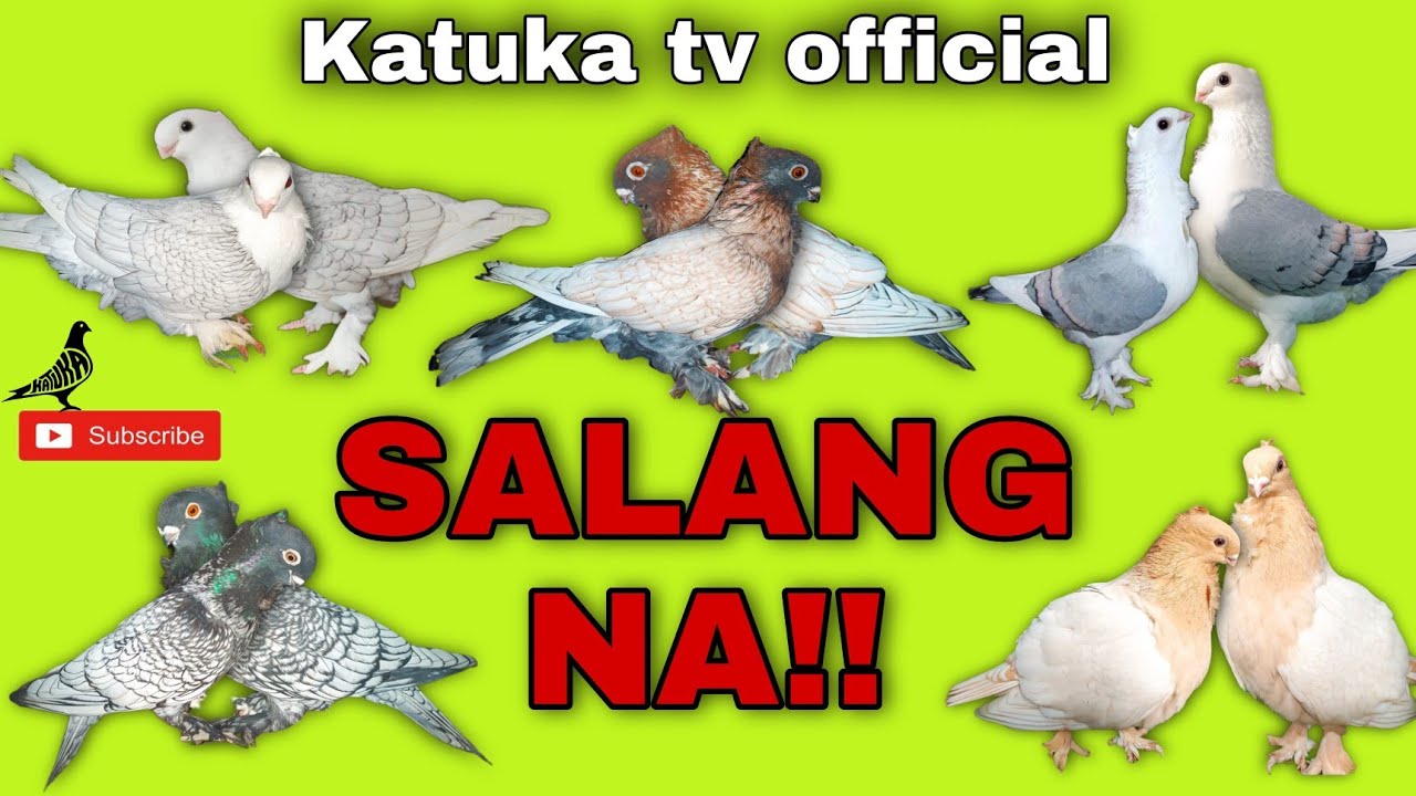 #99 PAGHAHANDA SA GAGAWIN KONG BREEDING,PAG PAPARAMI NG 