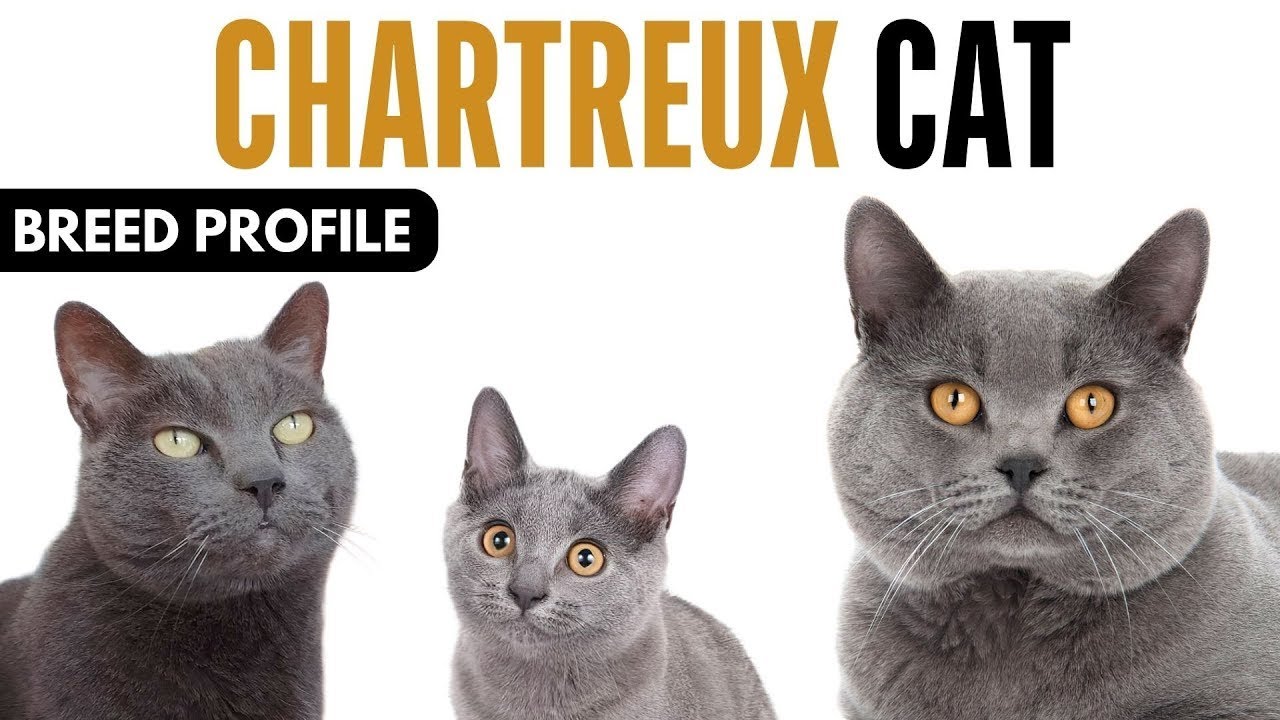 Chartreux Cat Breed Profile History - Price - Traits - Chartreux Cat Grooming Needs - Lifespan