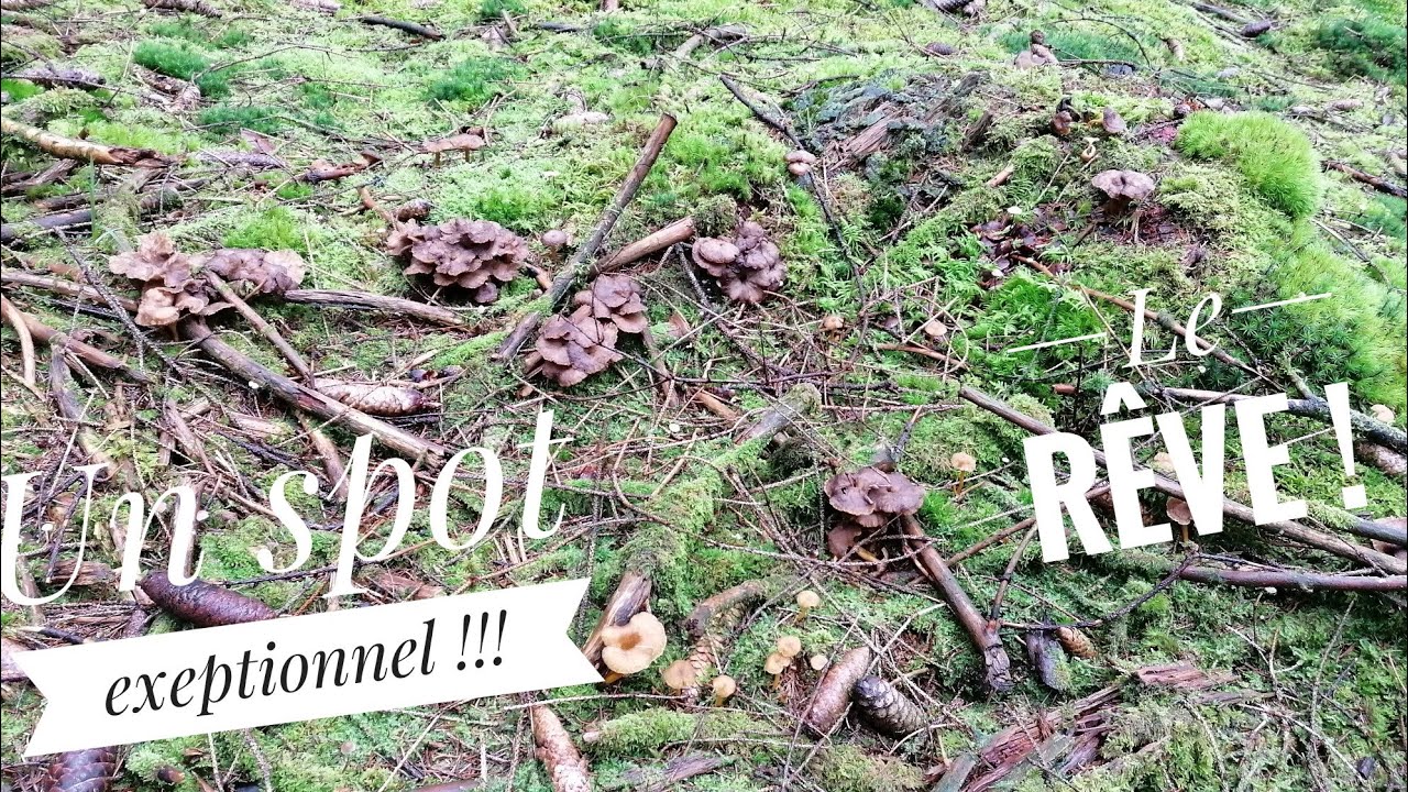 Le spot de chanterelles d'une vie !Exceptionnel ! #champignons #mushroom #prospection #chanterelles