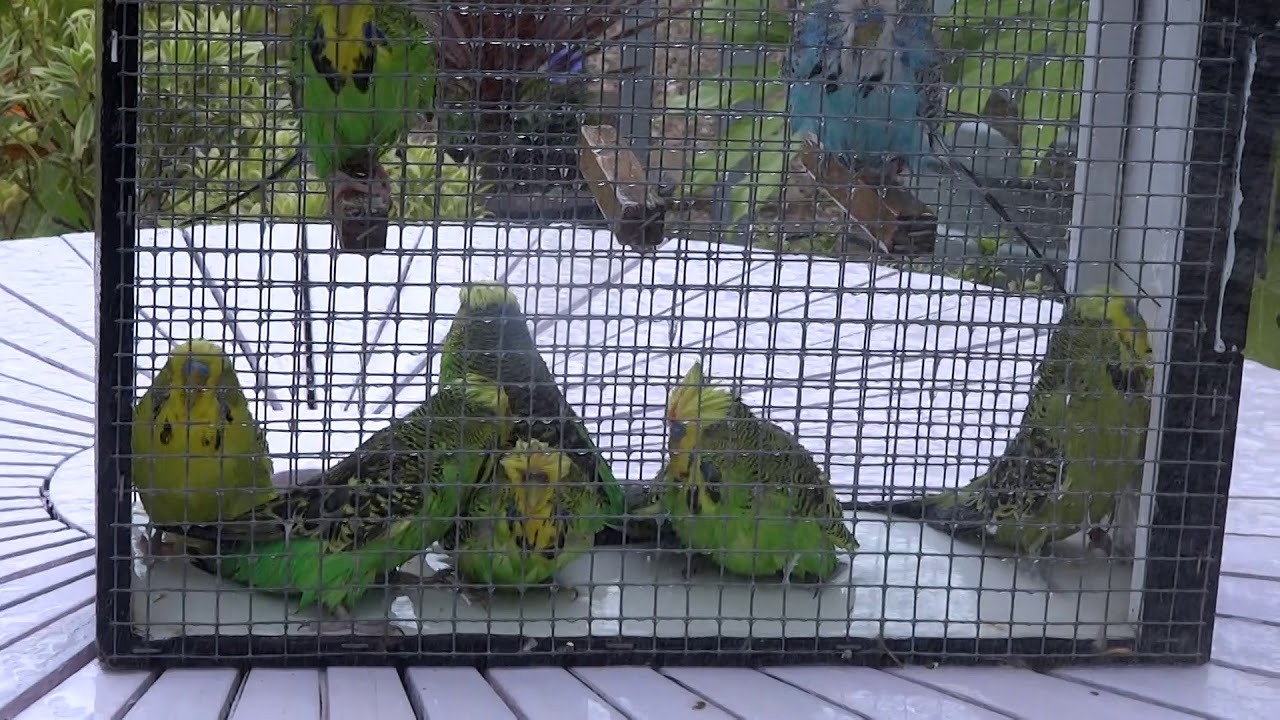 Exhibition budgies - Budgies Chaseys Budgies - Show preparation