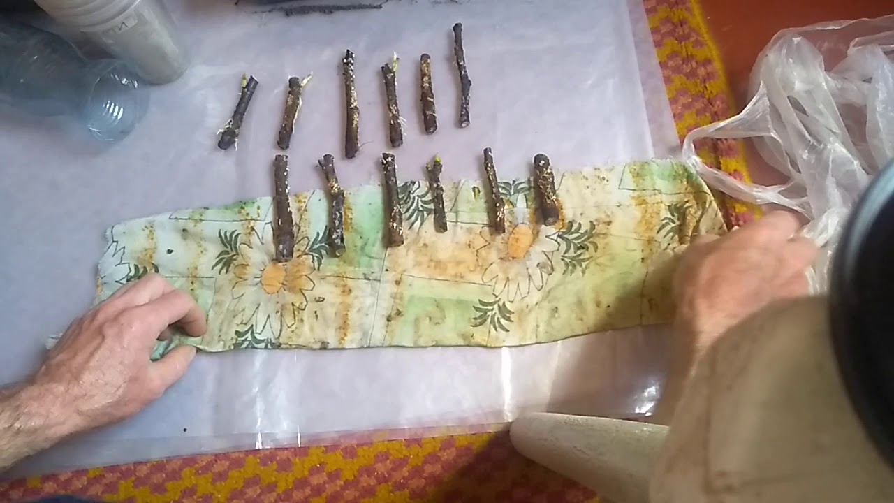 черенкование инжира по простому