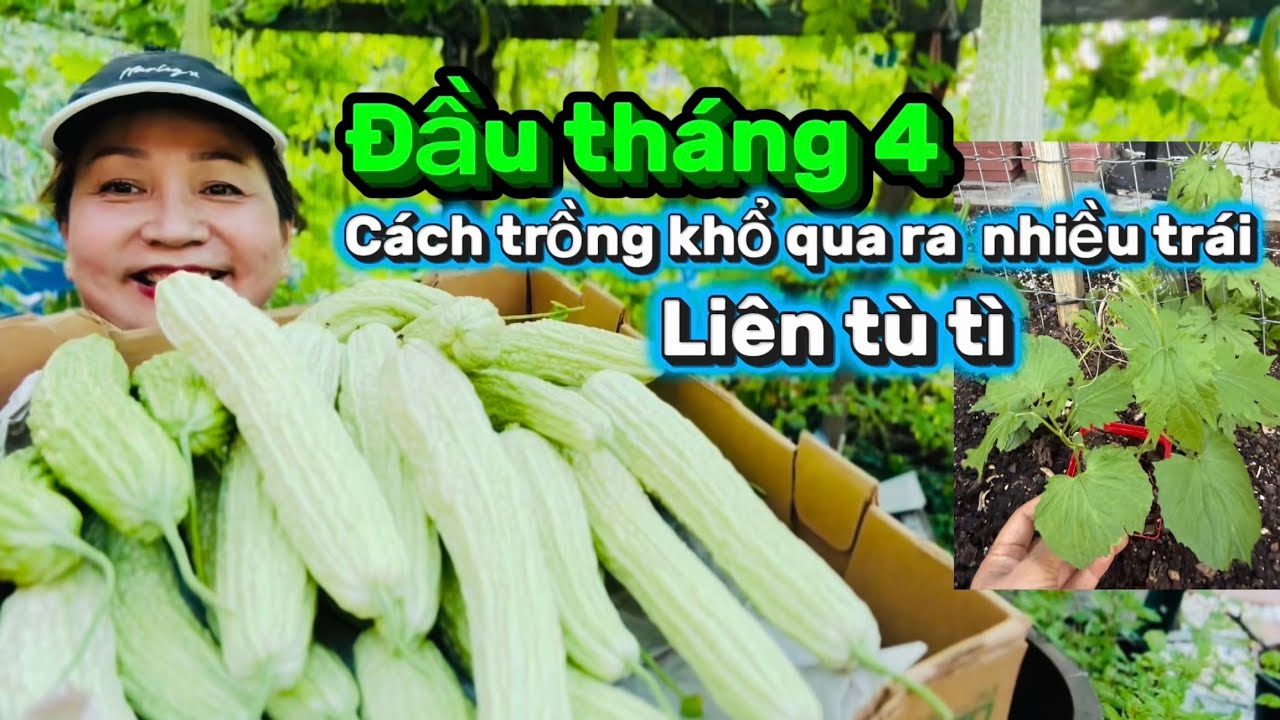 #295🇺🇸 chia sẻ c&aacute;ch trồng khổ qua ra nhiều tr&aacute;i l&acirc;u d&agrave;i￼ 1 c&aacute;ch bền nhất 👍👏🥰🥒🥬🍑🌶️