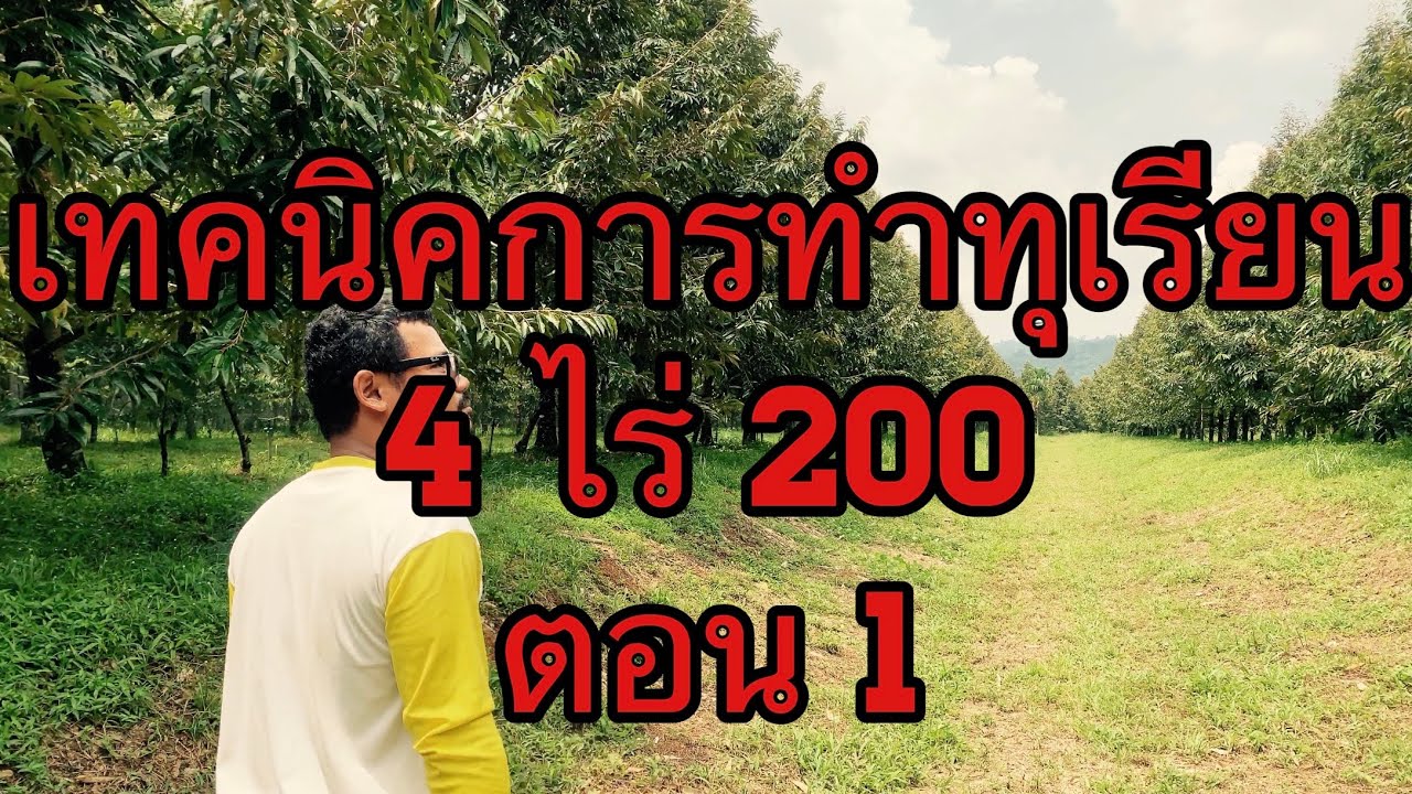 เทคนิคการทำทุเรียนระยะชิด ให้ออกผลผลิต ตอนที่ 1 EP.13