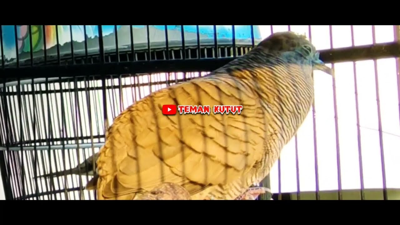 perkutut lokal gacor suara besar kristal ngerot ampuh buat pancingan agar cepat bunyi