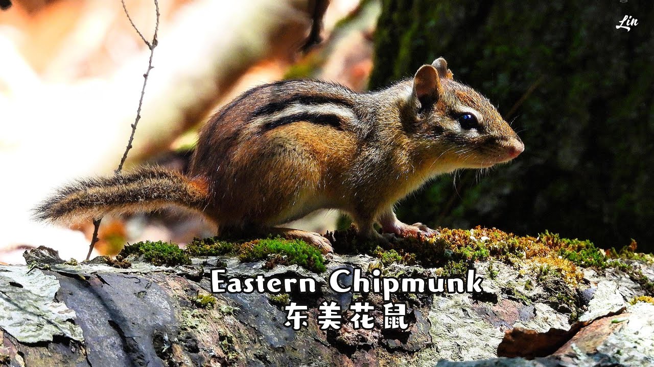 Eastern Chipmunk