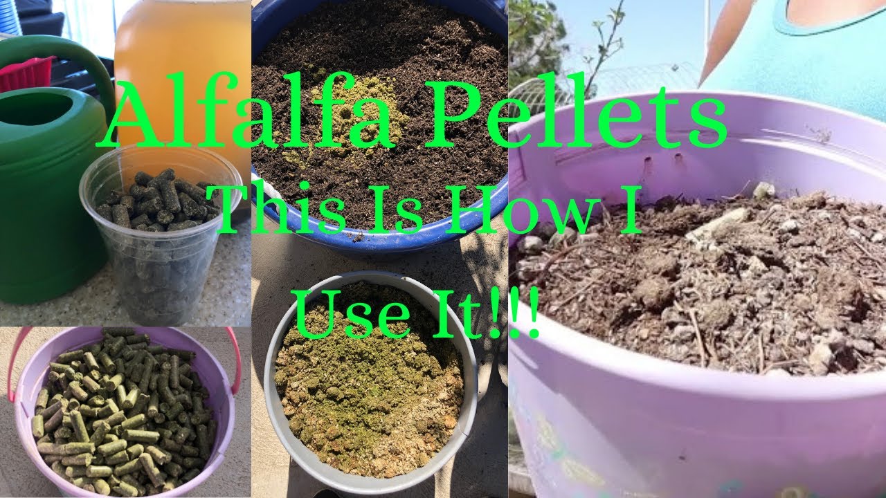 3 Ways I Use Alfalfa Pellets To Fertilize My Plants And Trees